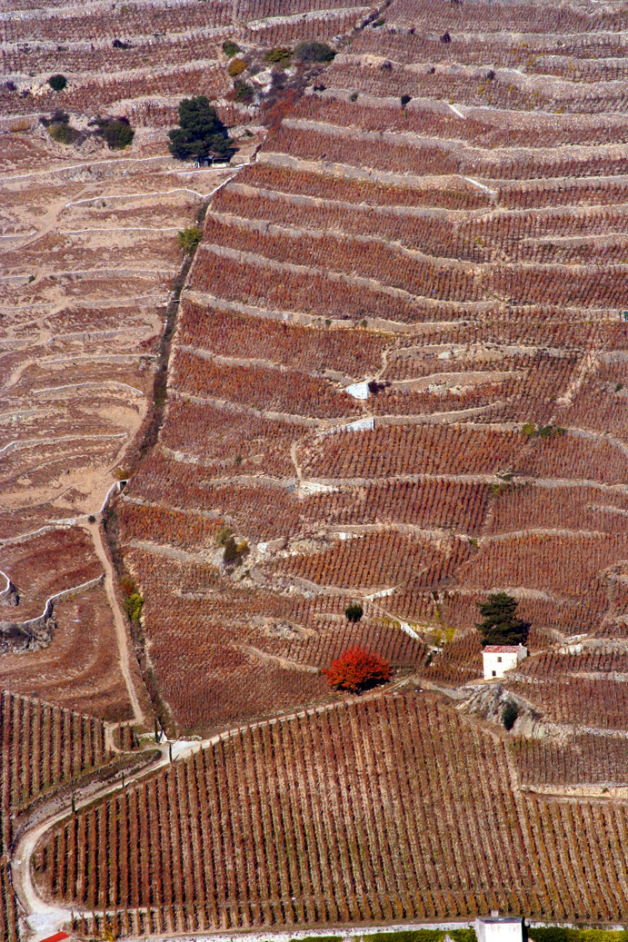 Rouge d'automne