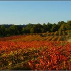 Rouge d'automne