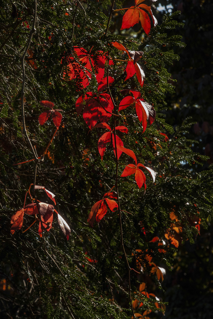 Rouge d'automne - Vigne vierge