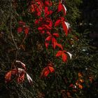 Rouge d'automne - Vigne vierge