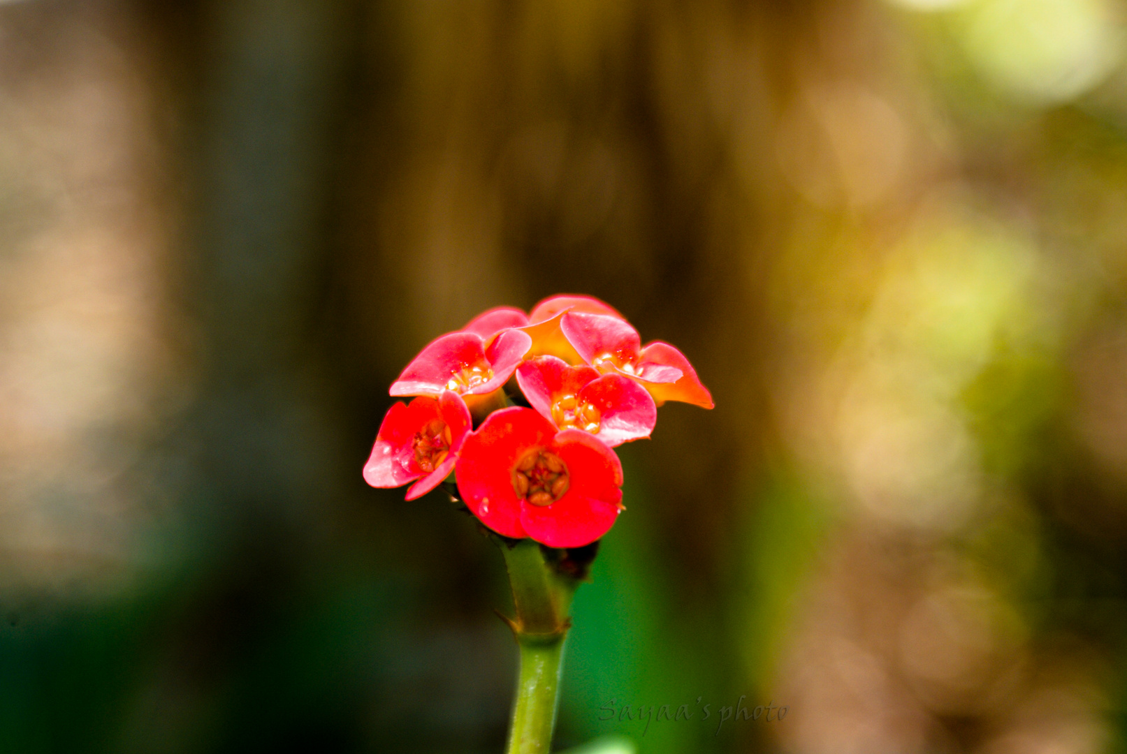 rouge de feu