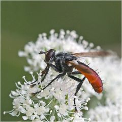 Rouge de plaisir (Mouche Cylindromyia)