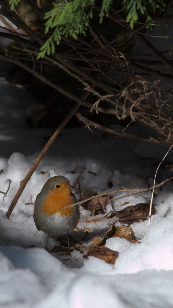 Rouge d'hiver