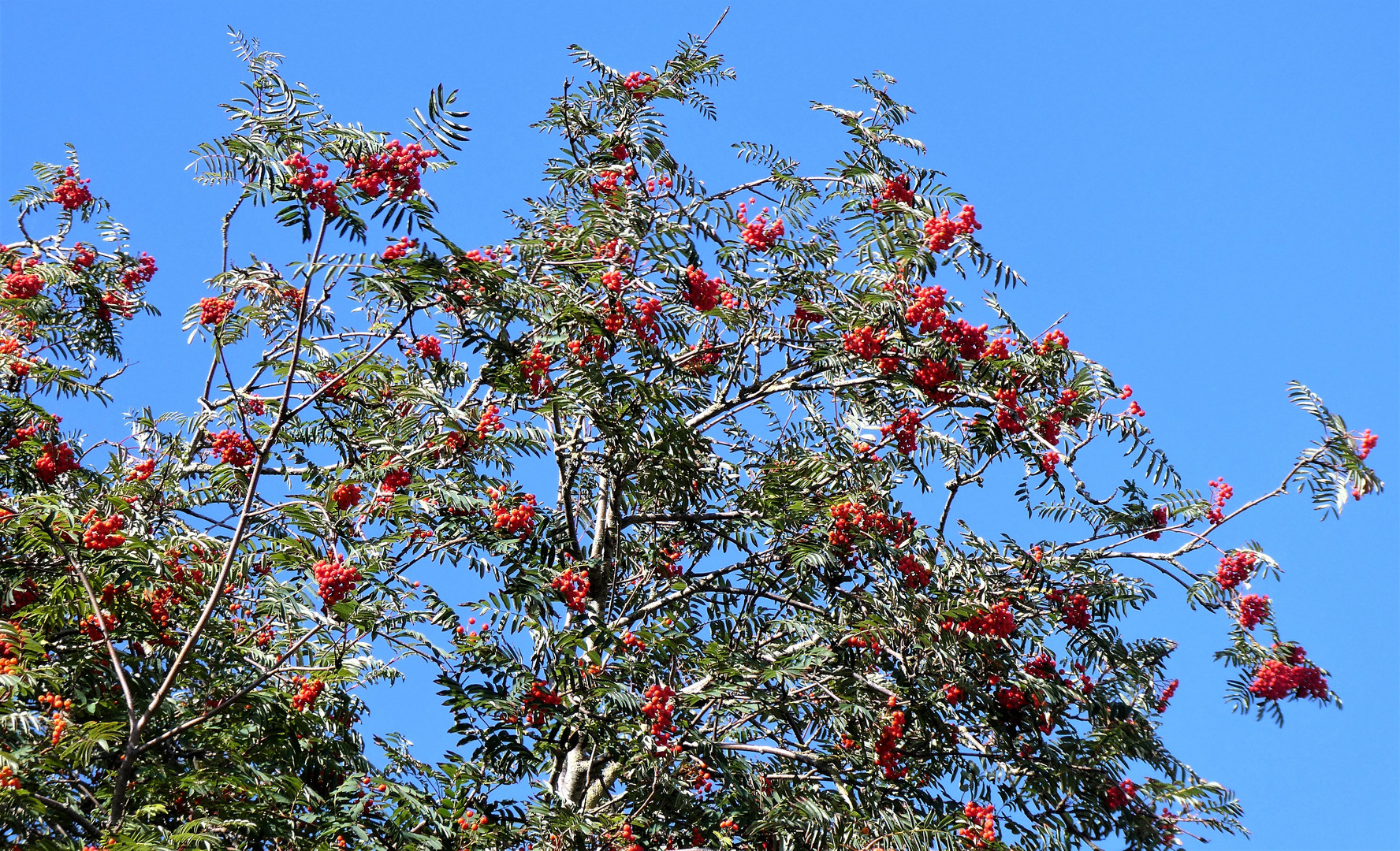 Rouge éclatant dans un ciel bleu 