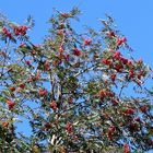 Rouge éclatant dans un ciel bleu 