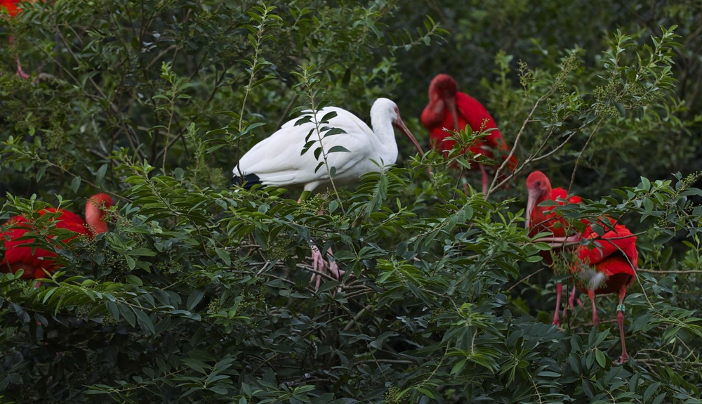 Rouge et Blanc