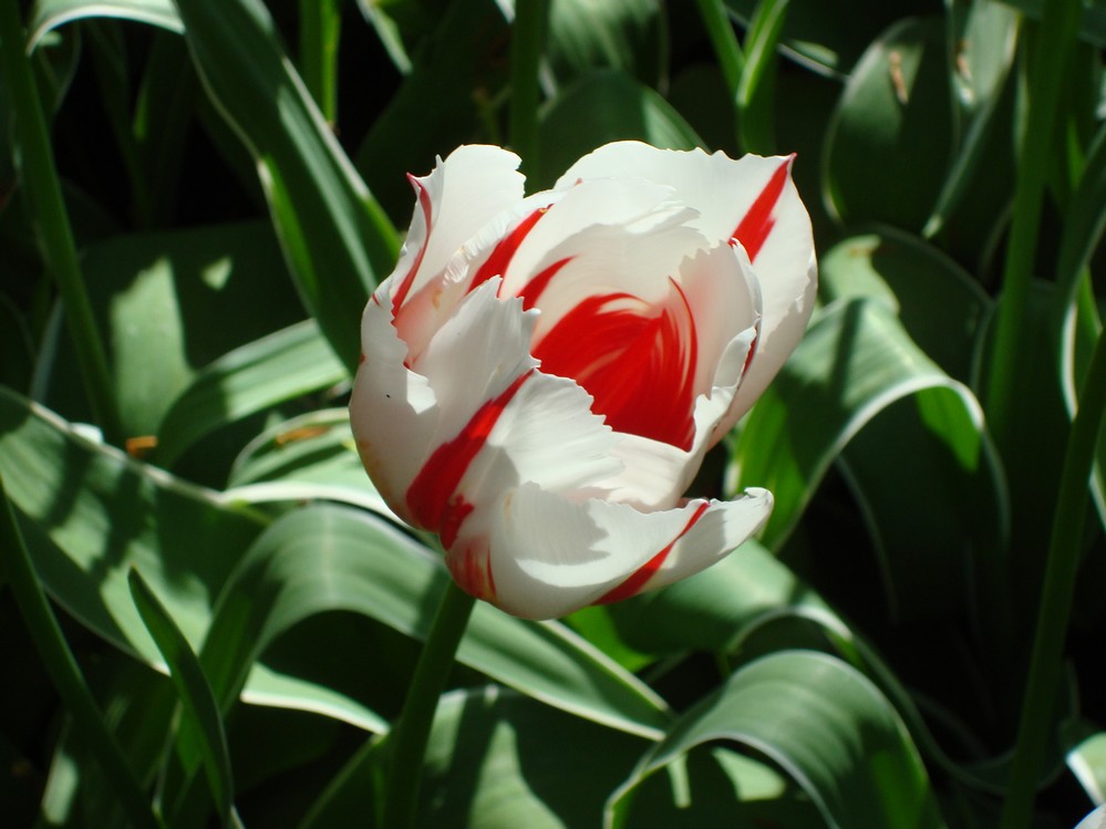 Rouge et blanc...