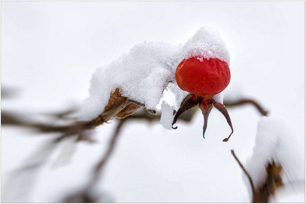 ~ rouge et blanc ~