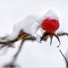 ~ rouge et blanc ~