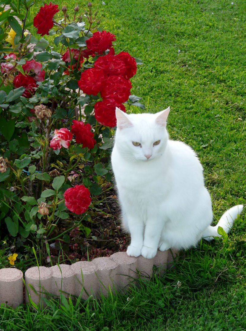 Rouge et blanc