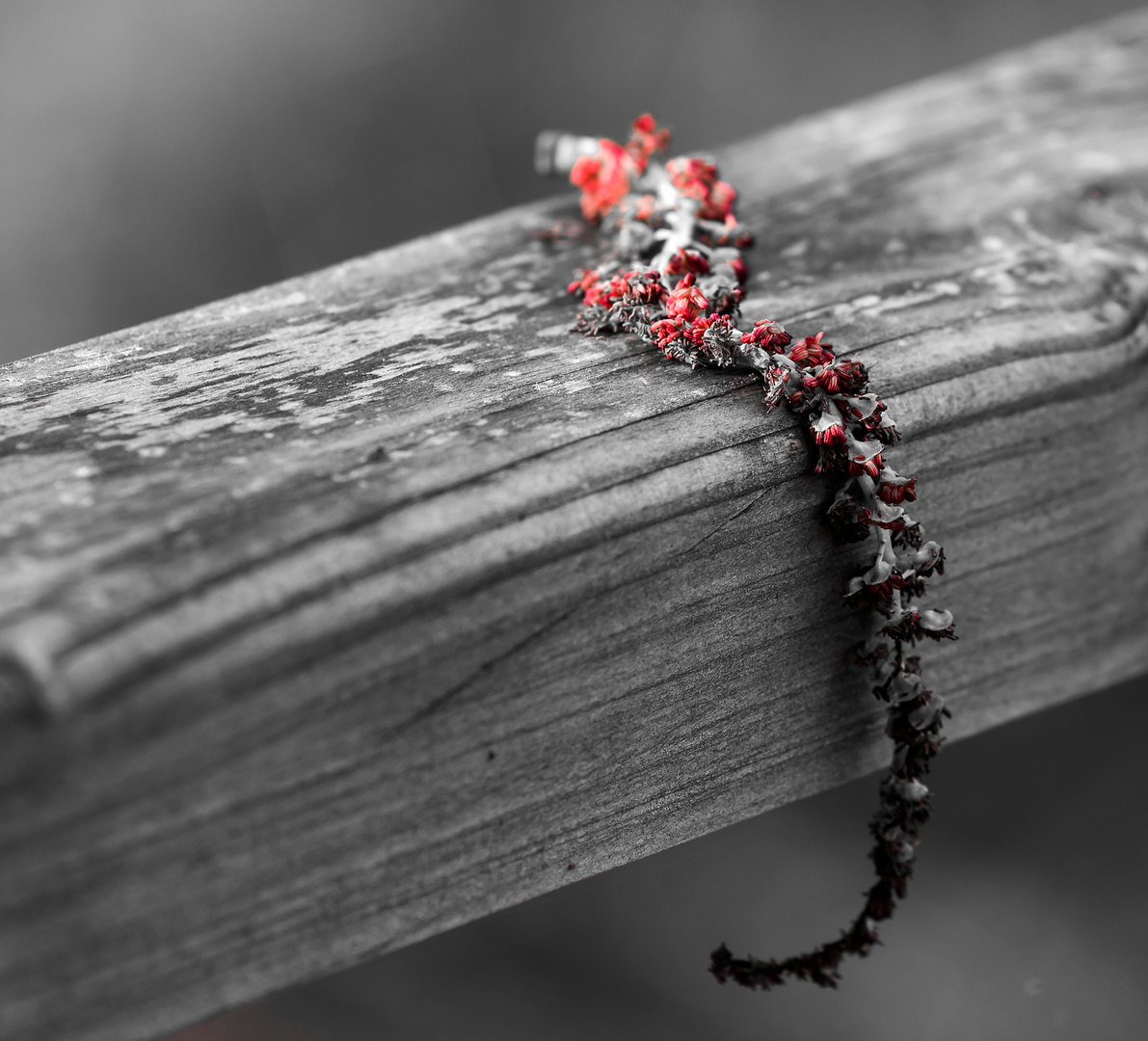 Rouge et gris