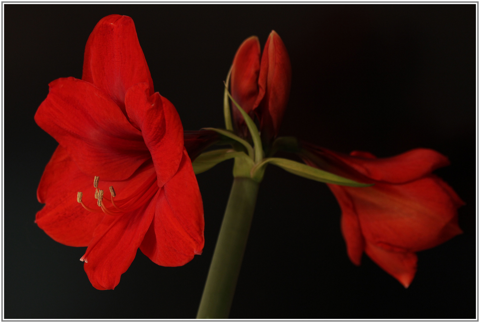 Rouge et noir