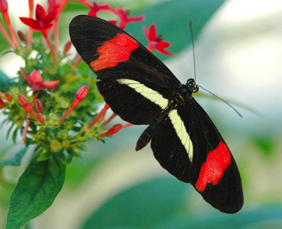 rouge et noir