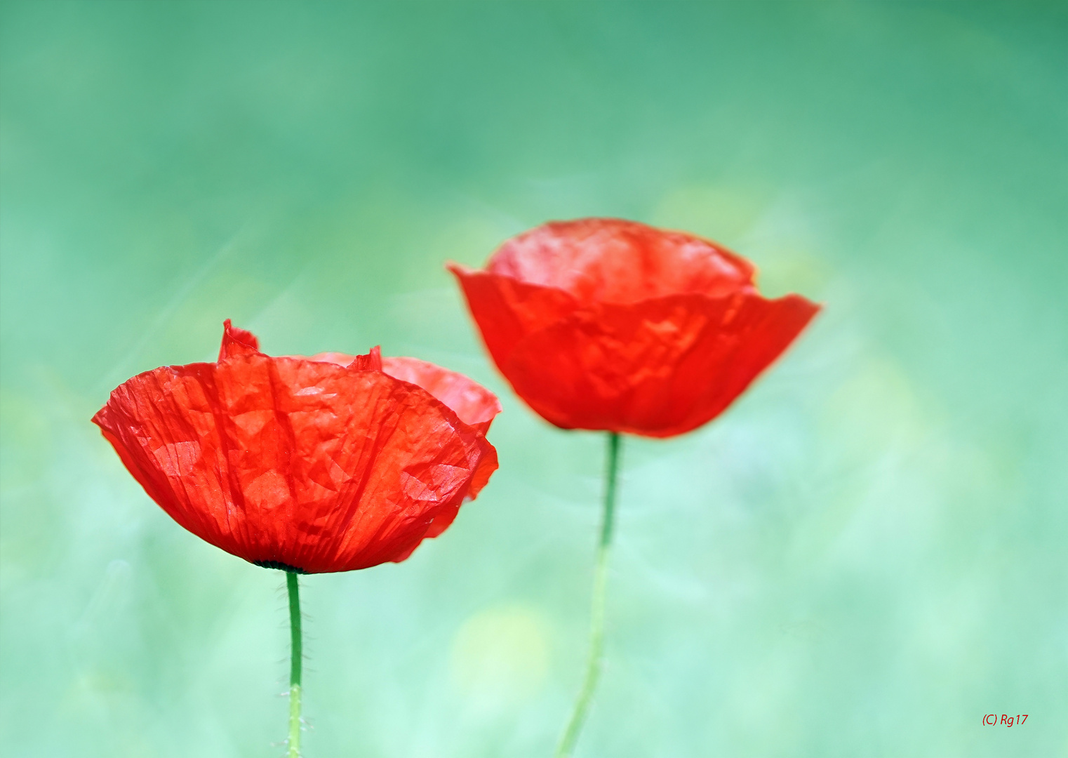 rouge et vert 2