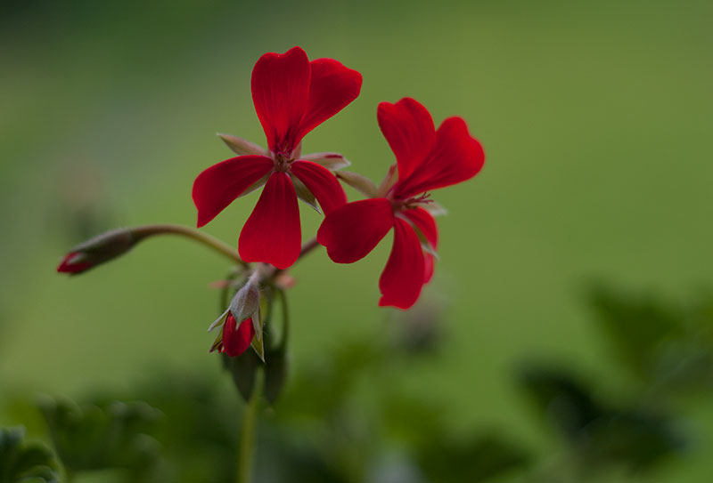 rouge et vert