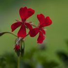 rouge et vert