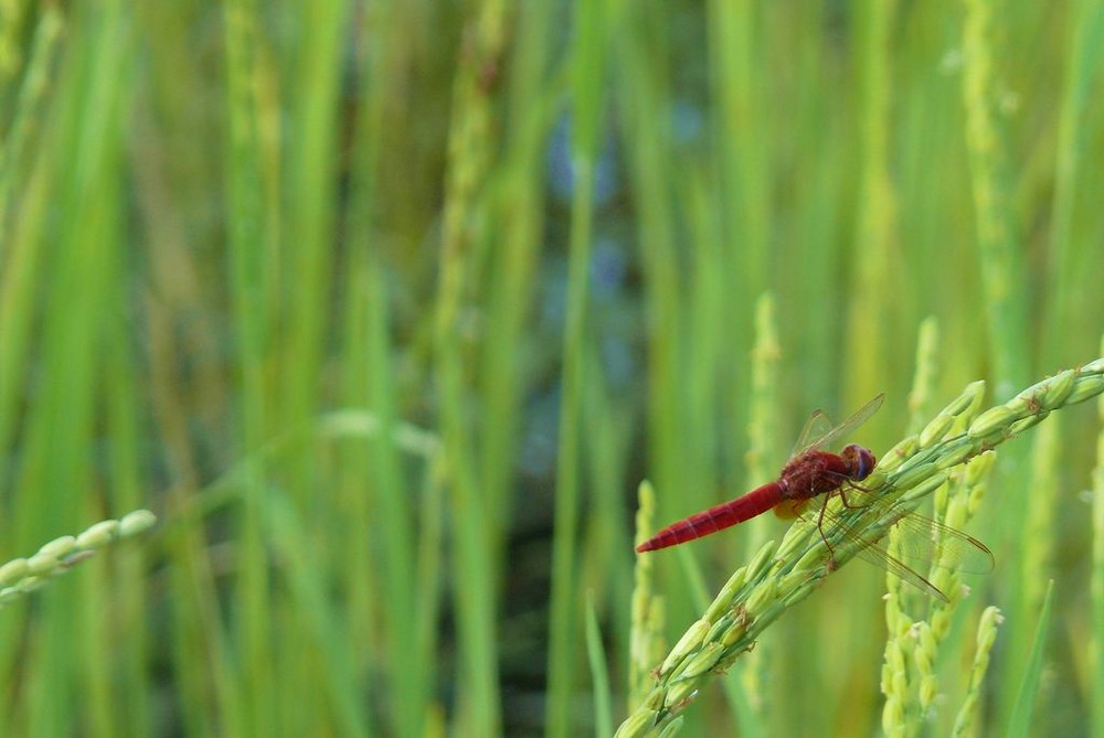 rouge et vert