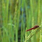 rouge et vert