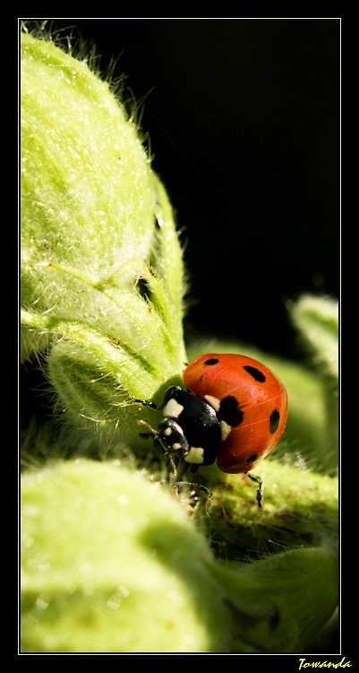 Rouge et vert