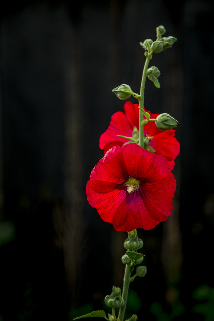 Rouge flamboyante .