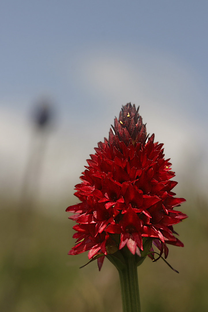 Rouge fleur d'été .......tu rendrais jalouse toutes les fleurs des prés ?