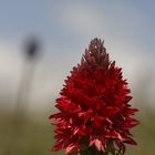 Rouge fleur d'été .......tu rendrais jalouse toutes les fleurs des prés ?