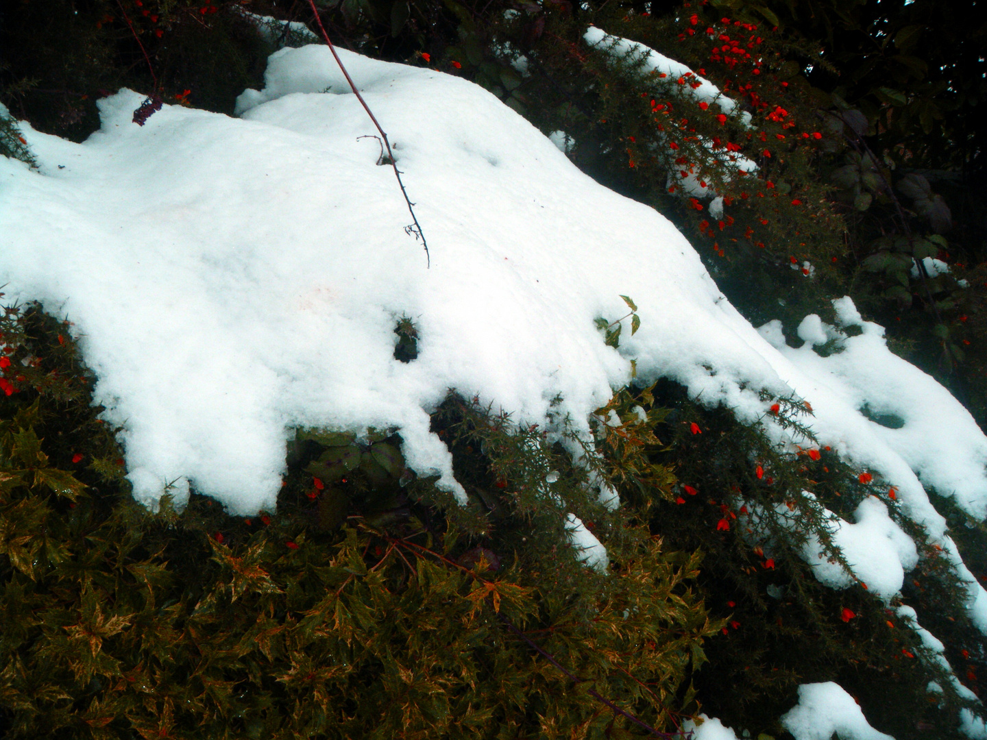 rouge fleurs