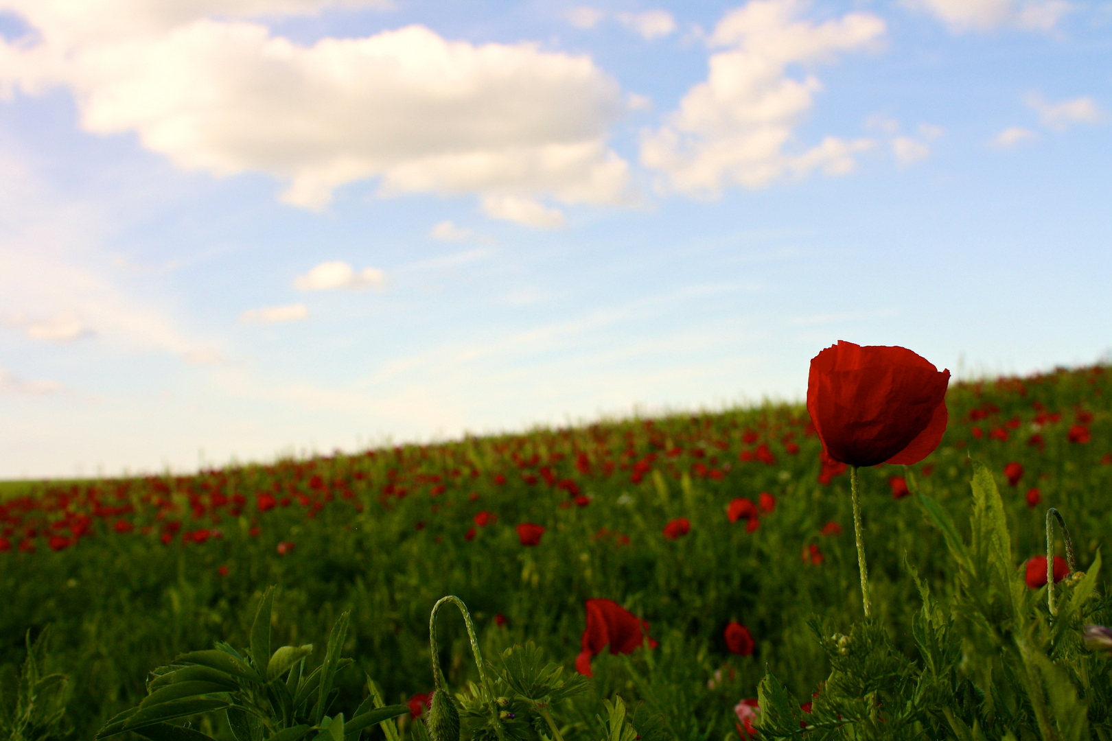 Rouge fleurs