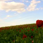 Rouge fleurs