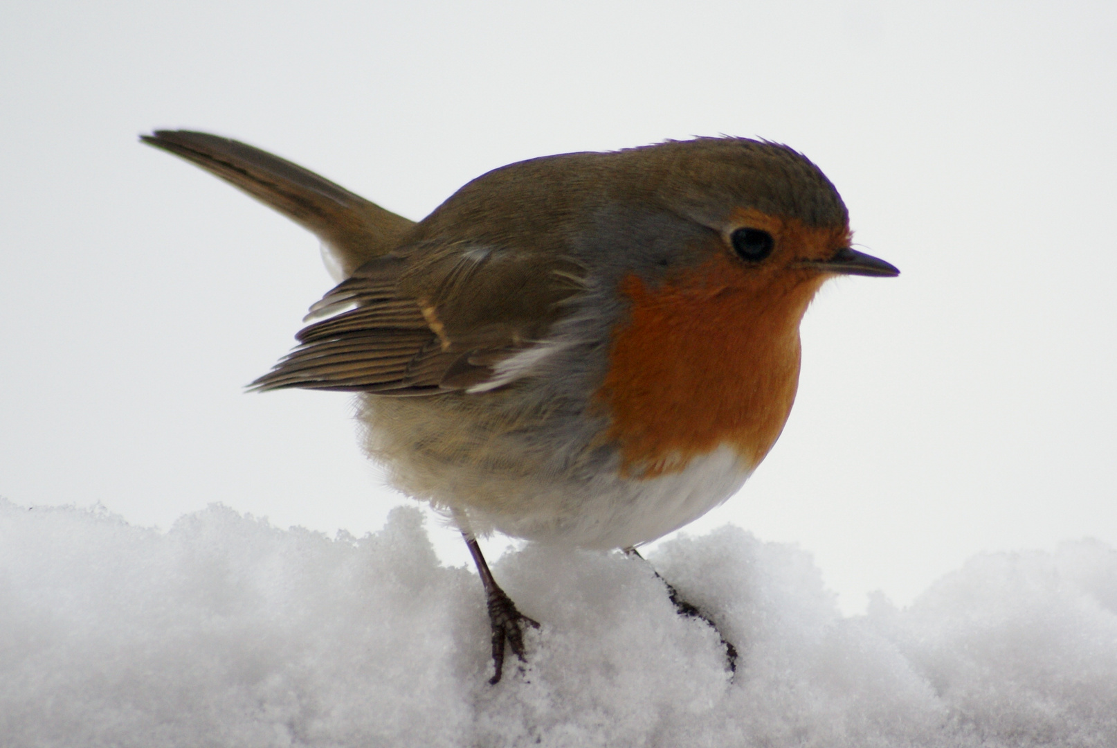 rouge goerge neige