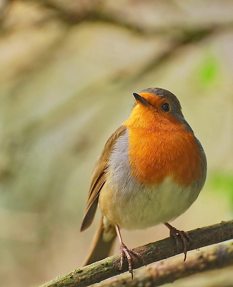 Rouge Gorge de gamma59 