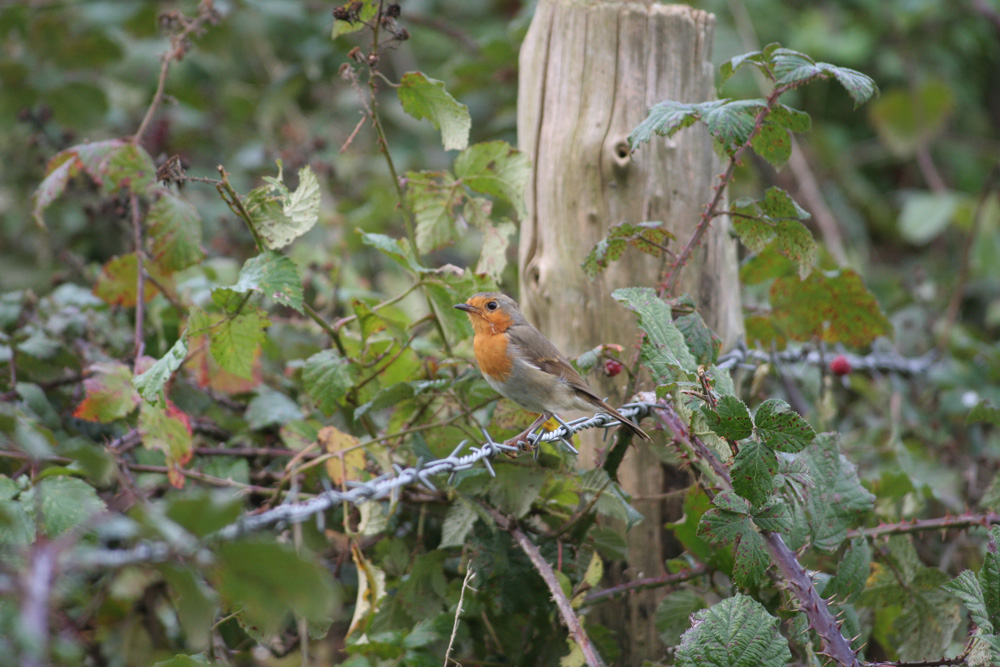 Rouge-gorge