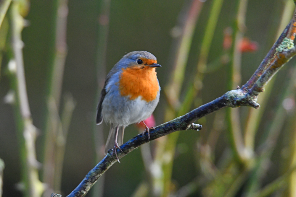 Rouge-gorge