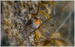 Rouge gorge