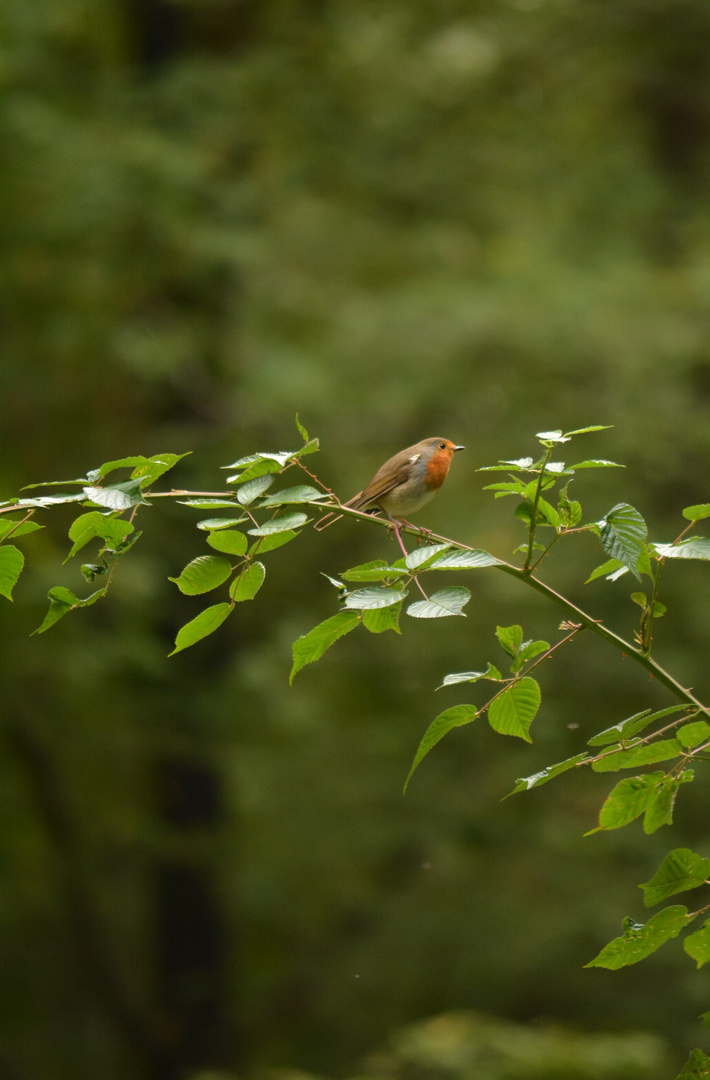 Rouge gorge