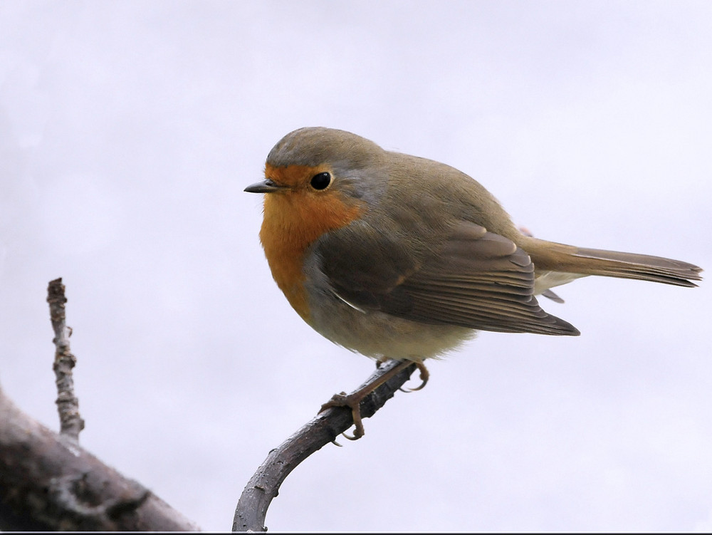 rouge gorge