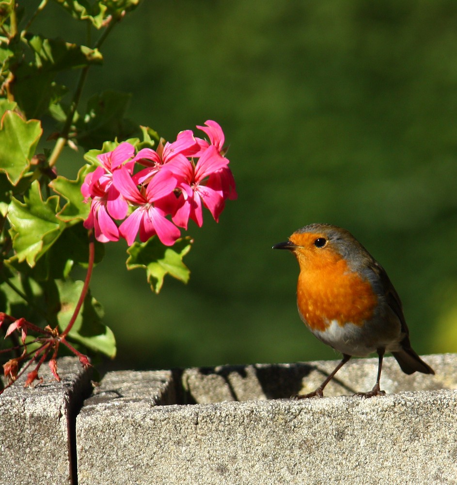 rouge gorge