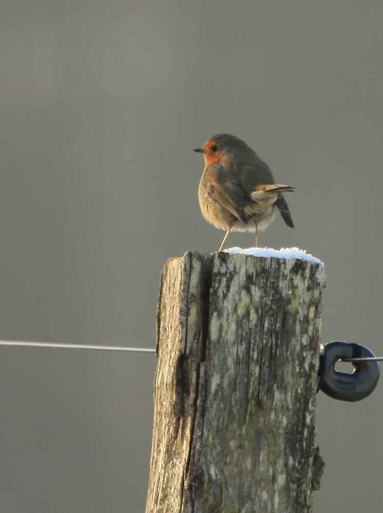 Rouge-gorge