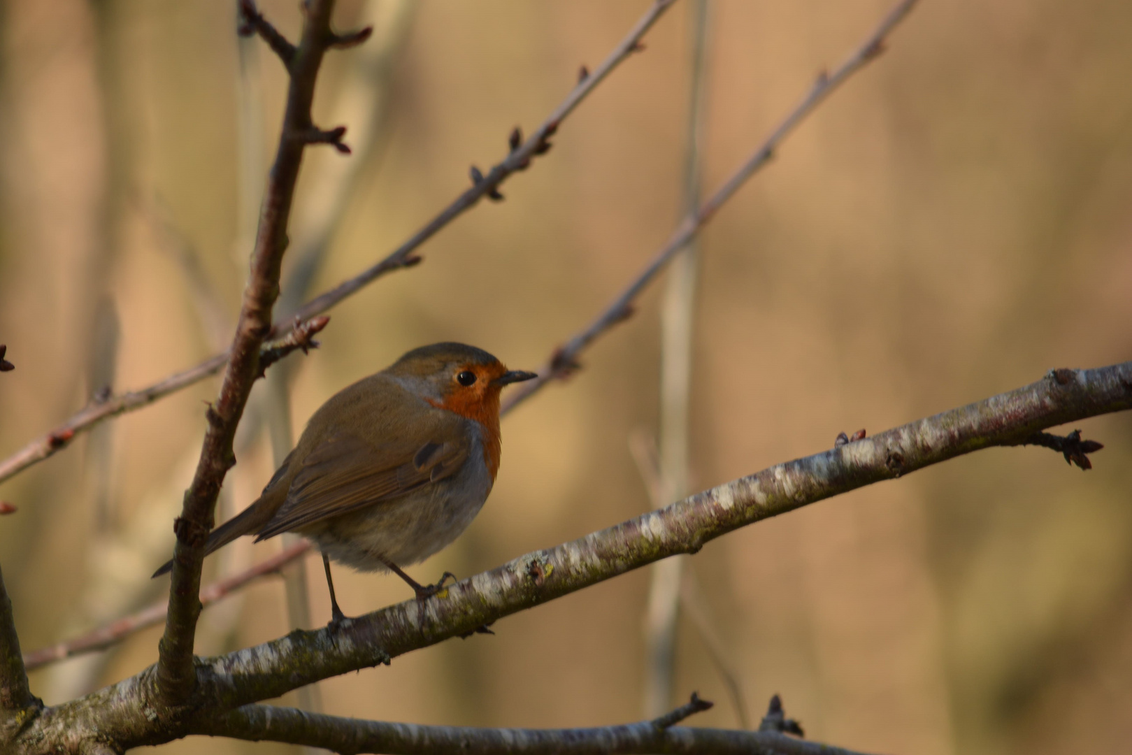 Rouge gorge