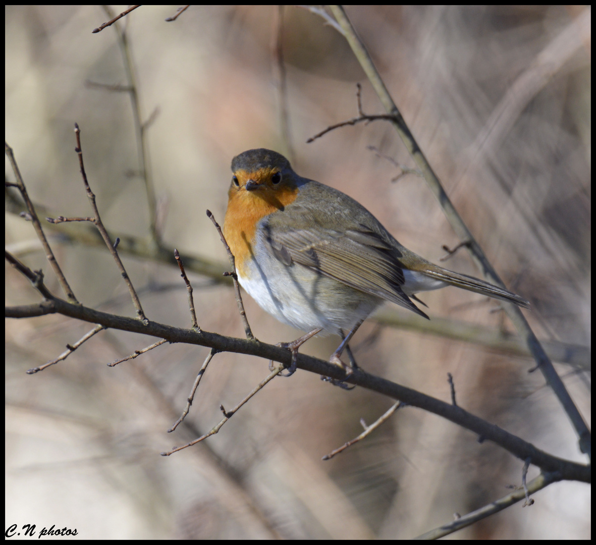 Rouge gorge