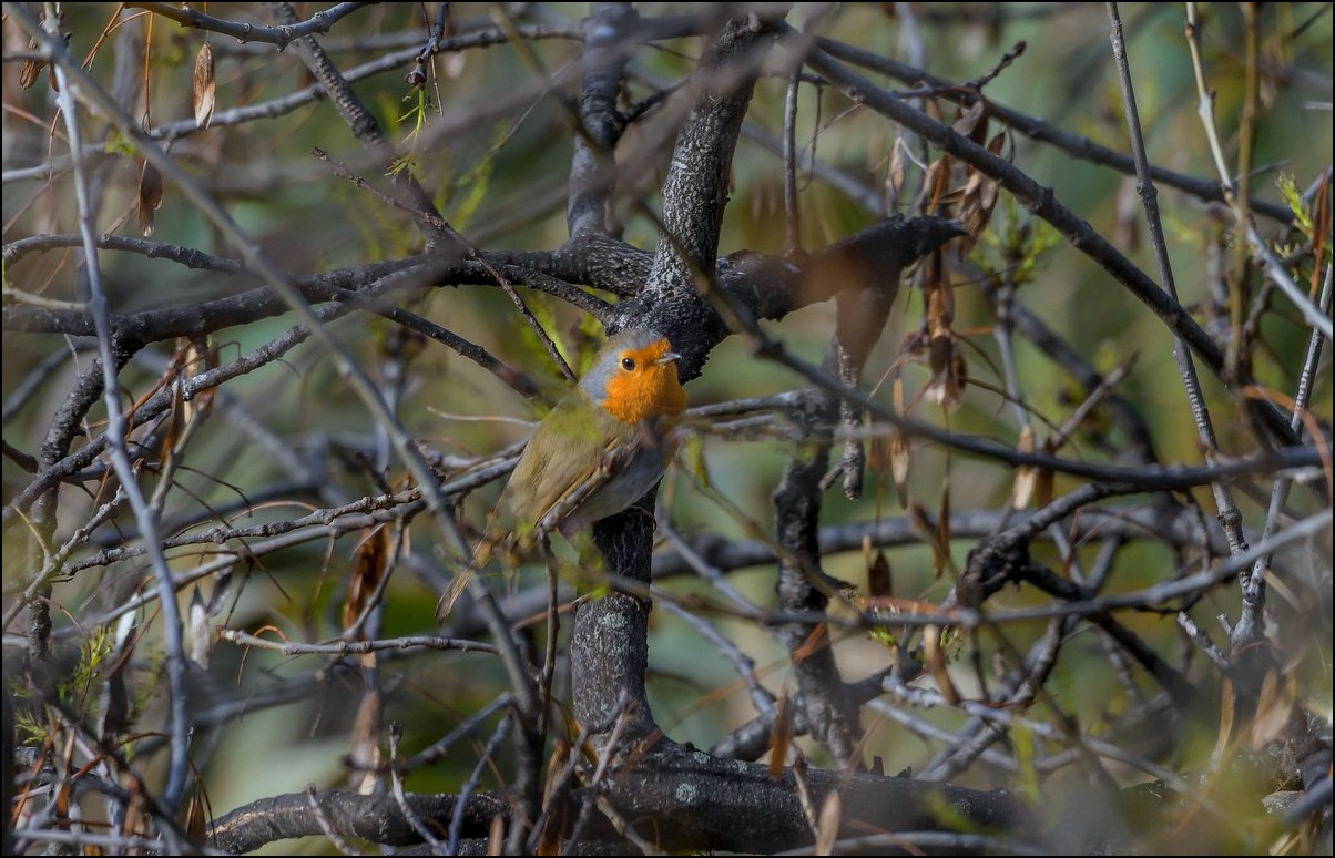 Rouge-gorge