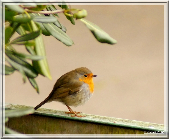 rouge gorge