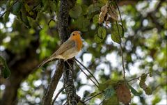 Rouge gorge