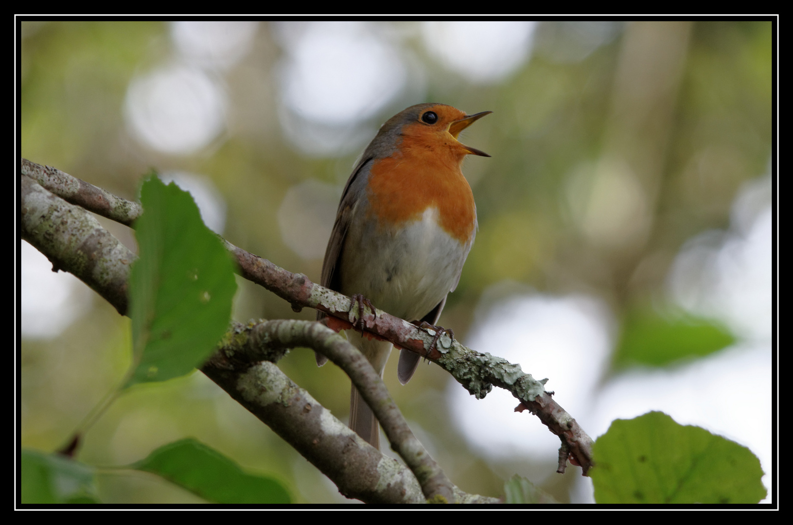 Rouge gorge