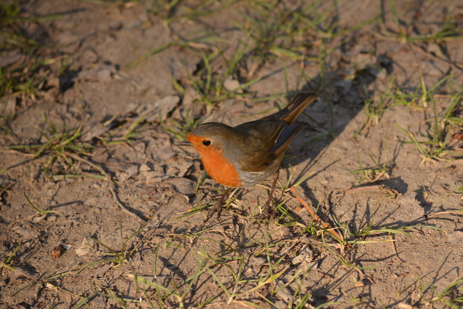 Rouge gorge