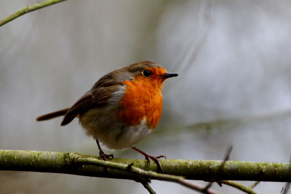 " Rouge gorge "