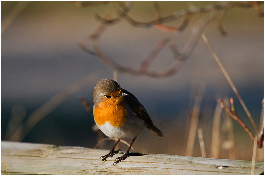 Rouge gorge