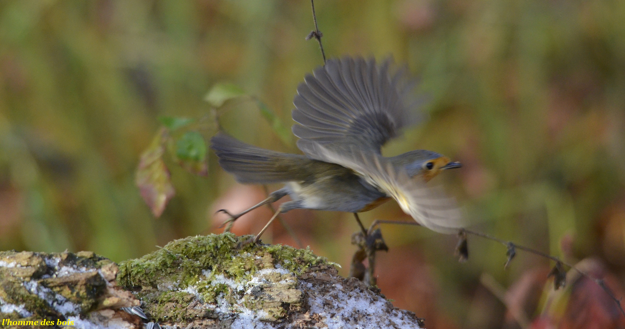 rouge-gorge