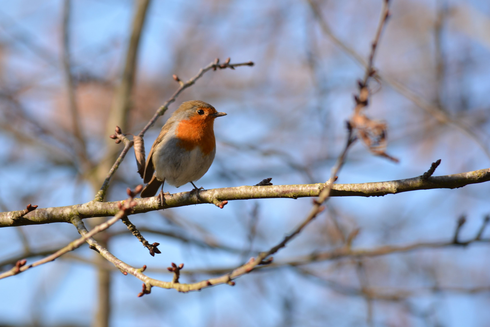 Rouge gorge