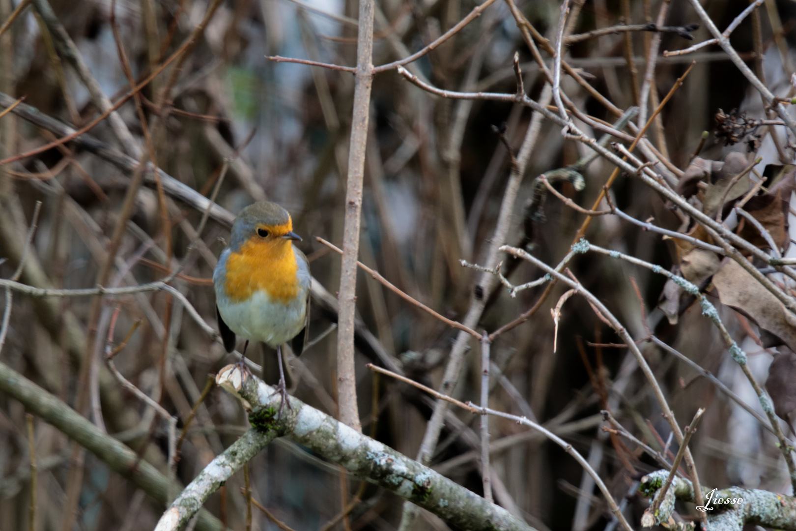 rouge gorge